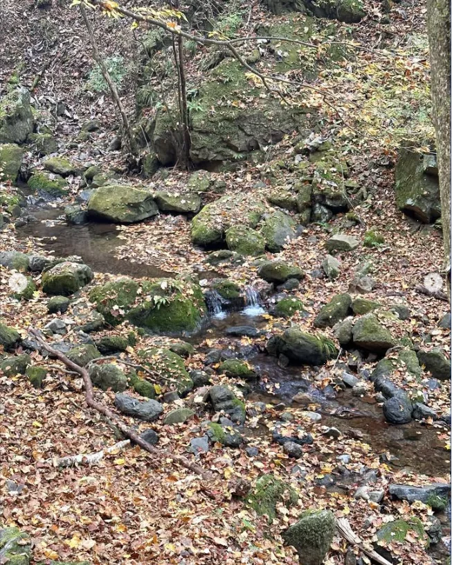 Woodland stream and fallen leaves from a traveller’s Mount Mitake walking post.