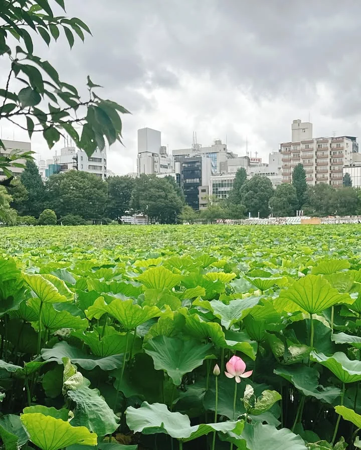 不忍池的莲叶与零星开放的莲花
