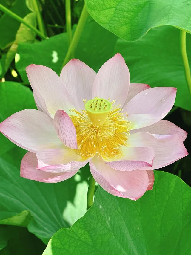再访不忍池时拍摄的一朵粉色莲花