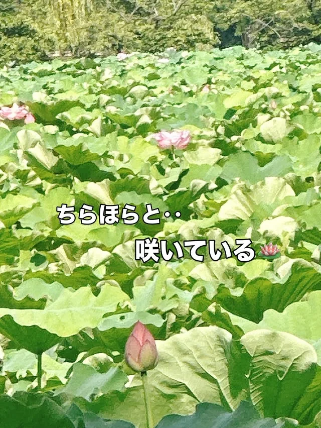 不忍池零星开放的莲花,附有摄影者的文字:“花零星地开着。”