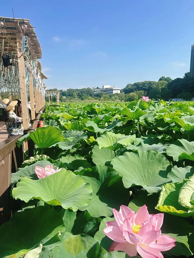 文中记录的那次到访时,不忍池步道旁的莲叶。