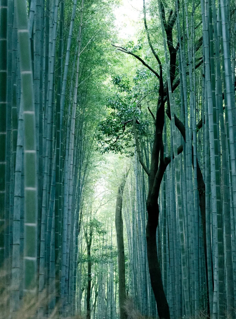 Arashiyama bamboo grove, Kyoto