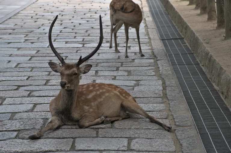 Deer at Todai-ji, Nara