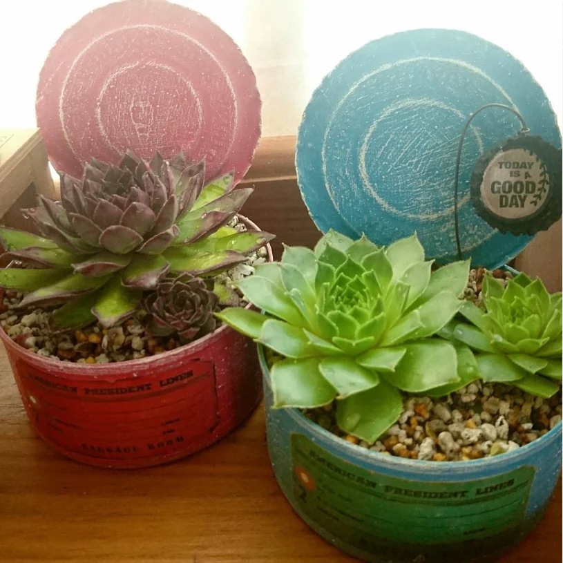 Planting them and enjoying the colours — Haruru’s photograph