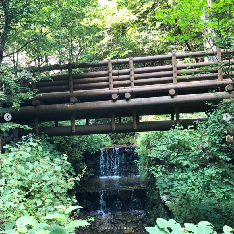 A first visit among the green trees — Haruru’s photograph