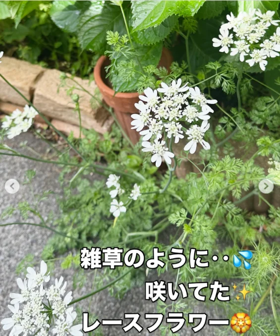 窓辺の芽やつる、白い花と色づく葉 — ハルルの写真