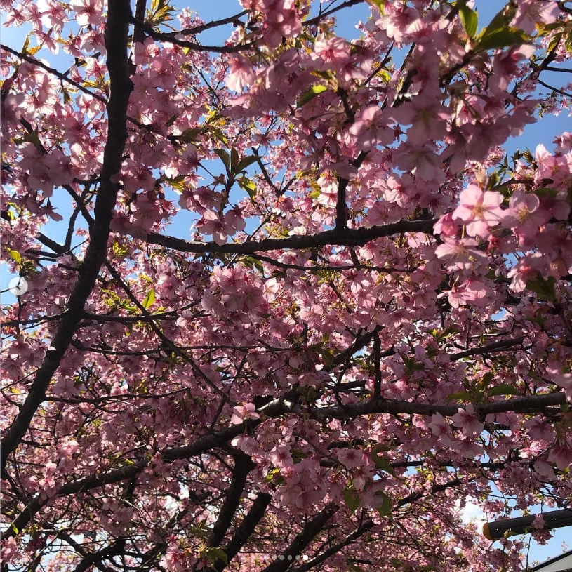 のどかな景色と、ほぼ満開の桜 — ハルルの写真