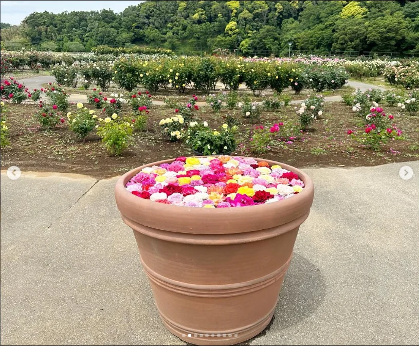 Plenty of rosebuds still to see — Haruru’s photograph