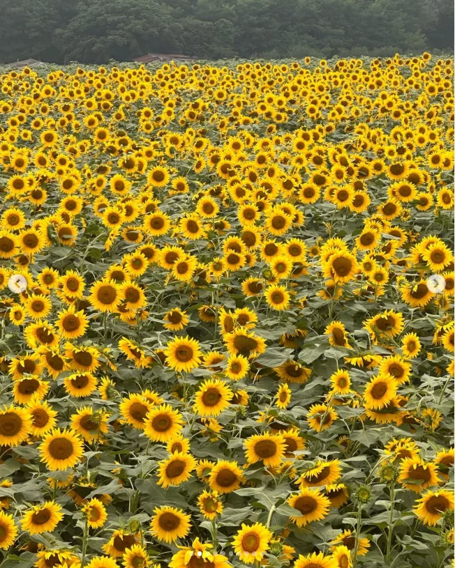 諏訪湖の花火から大町の宿へ。ひまわりも楽しんだ一泊二日の旅 — ハルルの写真