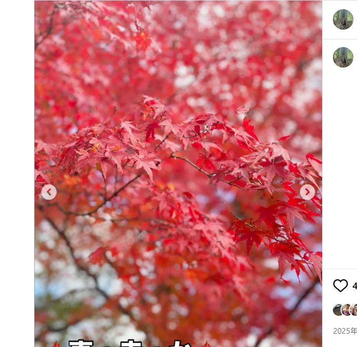 Autumn leaves and warm sunshine — Haruru’s photograph