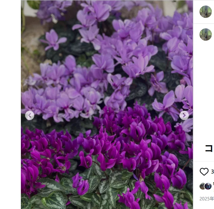 Other winter colours in the photographs — Haruru’s photograph