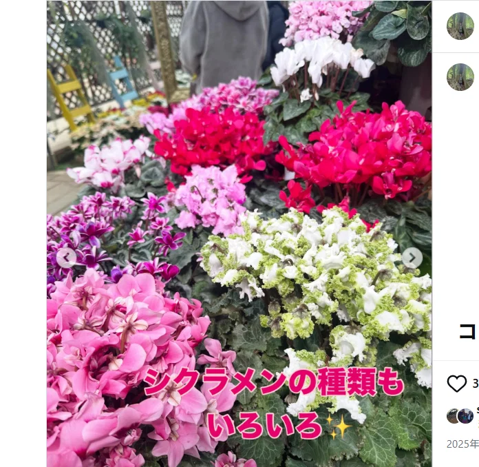 Other winter colours in the photographs — Haruru’s photograph