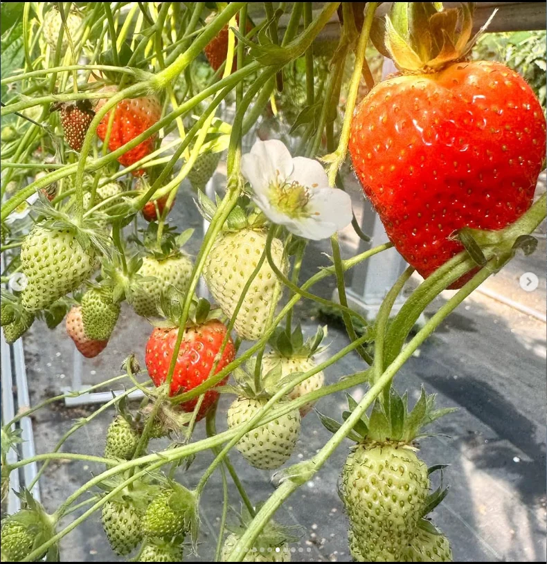 Strawberry picking and a brief shopping stop — Haruru’s photograph