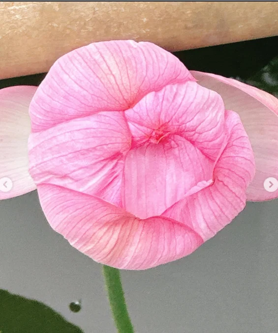不忍池の雰囲気を楽しみ、カヤバ珈琲へ — ハルルの写真