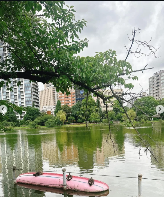 不忍池の雰囲気を楽しみ、カヤバ珈琲へ — ハルルの写真