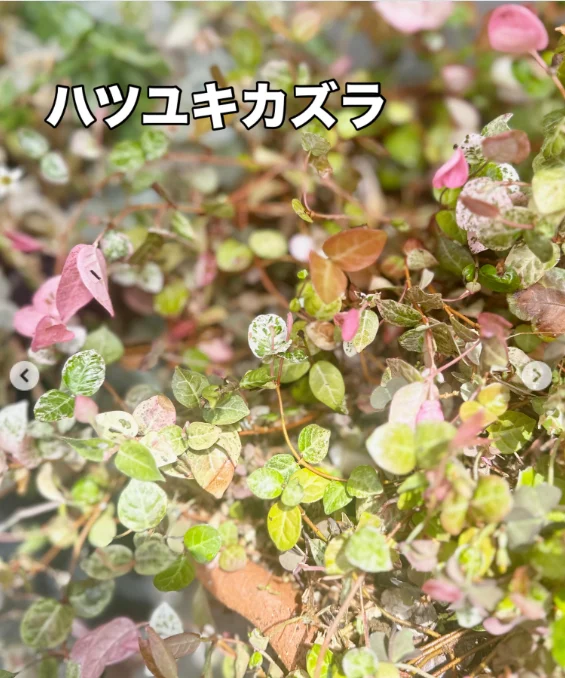 窓辺の芽やつる、白い花と色づく葉 — ハルルの写真