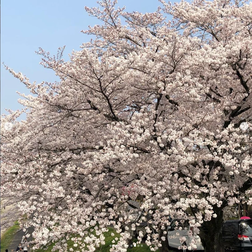 A visit to the mausoleum and blossoms beside the river — Haruru’s photograph