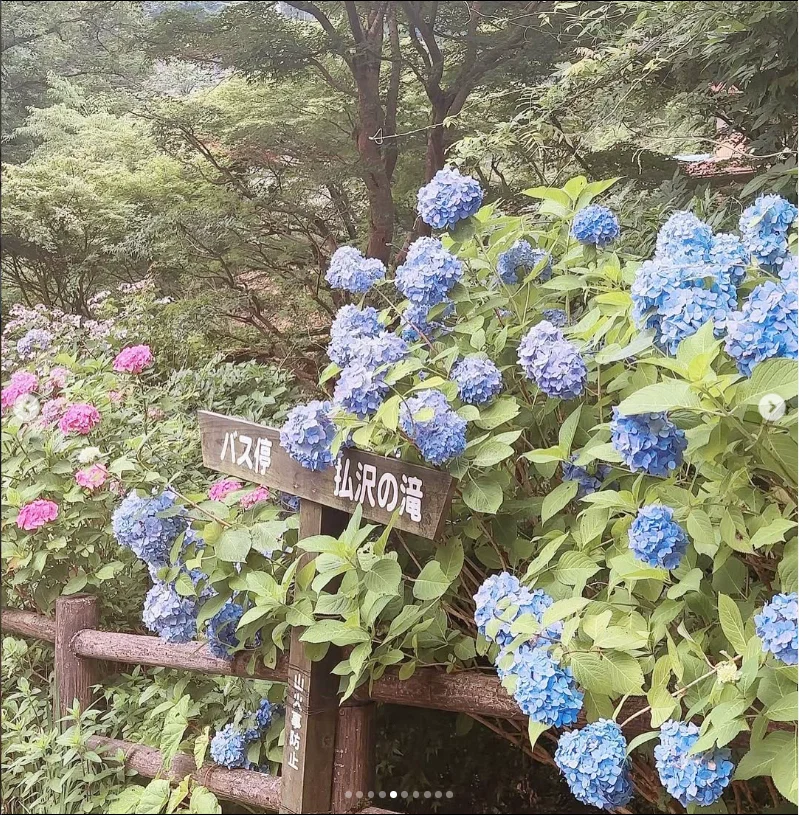 A green walk after the rain — Haruru’s photograph