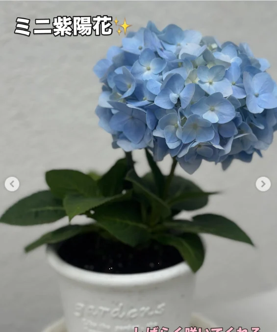 斑入りの葉と、植物のラベルを見る — ハルルの写真