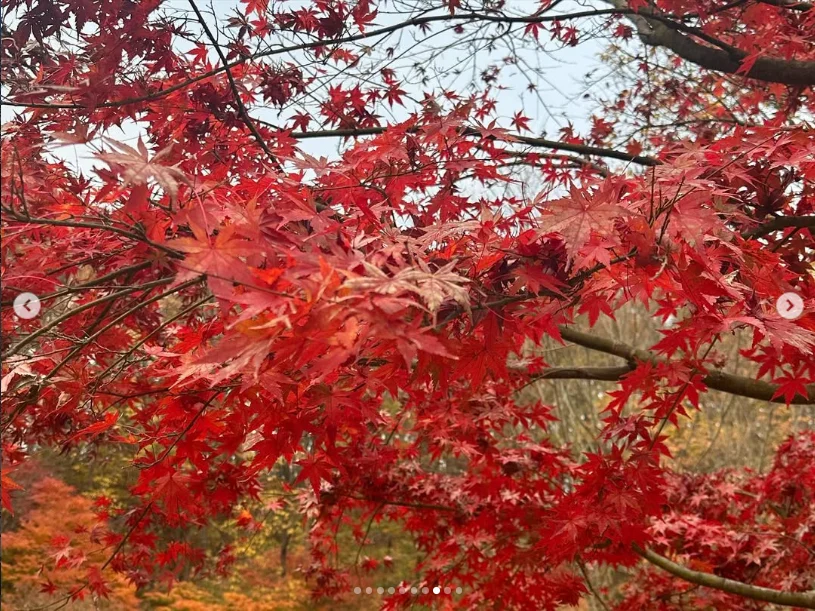 Autumn colours on a morning without a sea of clouds — Haruru’s photograph