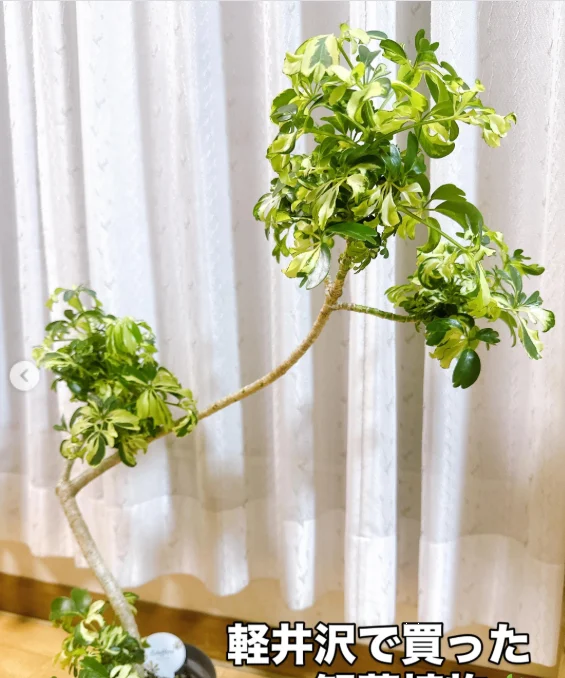 軽井沢で買った植物の形を楽しみに — ハルルの写真