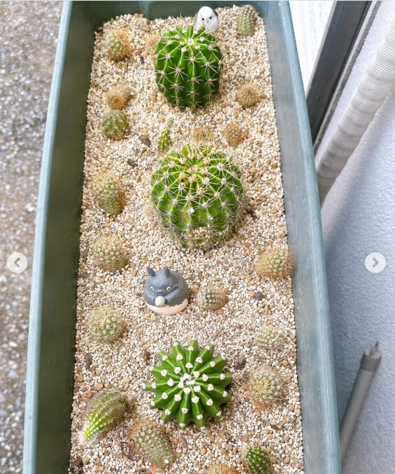 丸いサボテンと、黄色い花の写真 — ハルルの写真