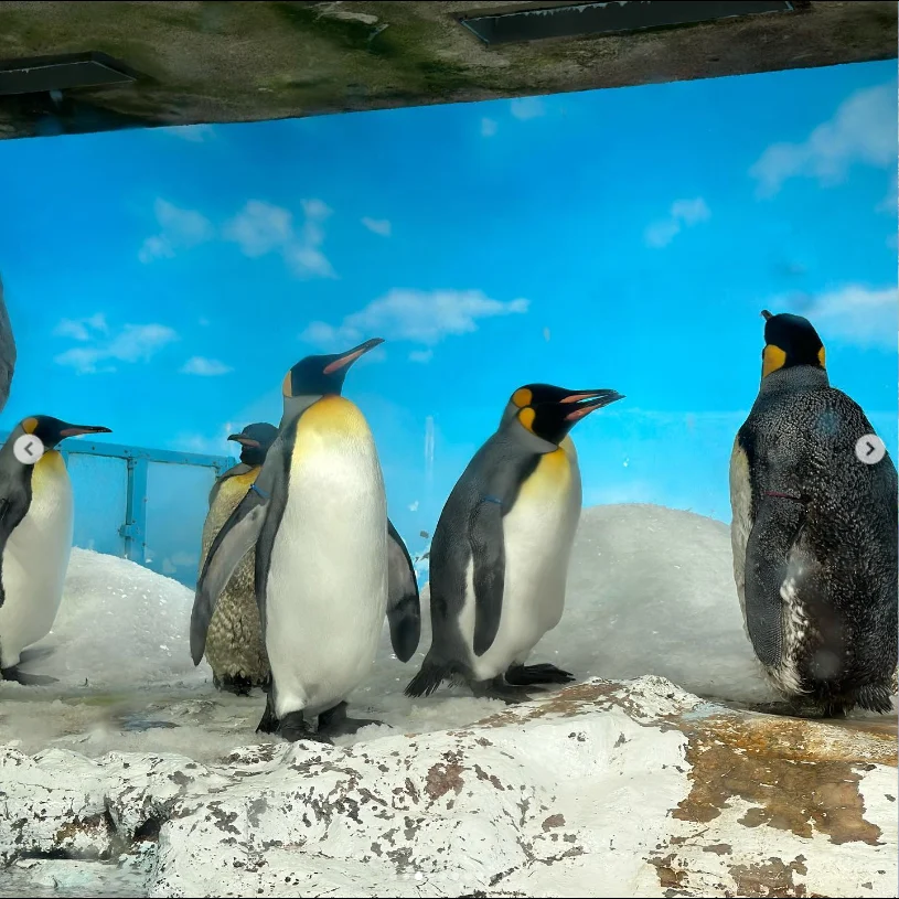 鴨川の水族館で遊んだ日。ショーの後は御宿の温泉へ — ハルルの写真