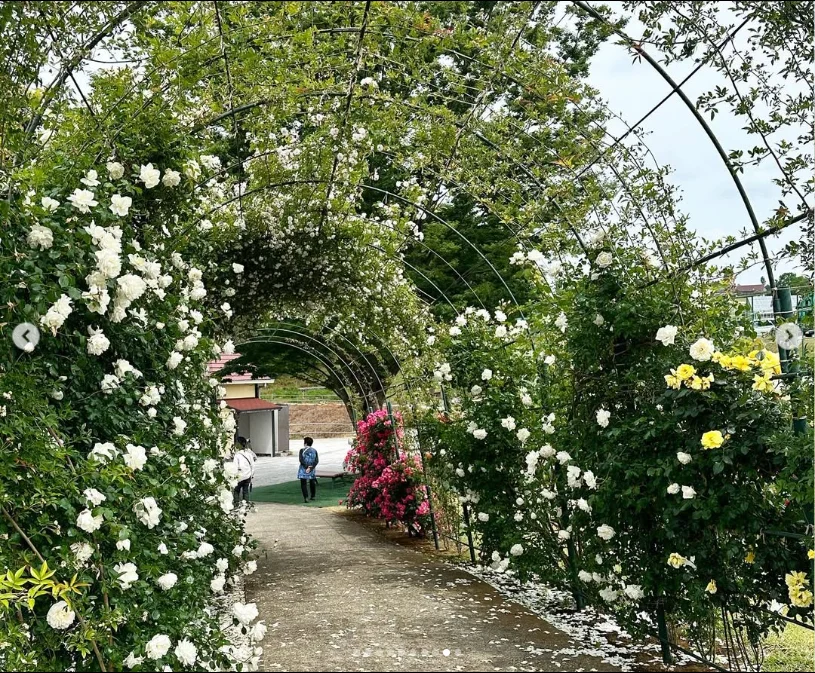 Getting around the spacious grounds — Haruru’s photograph