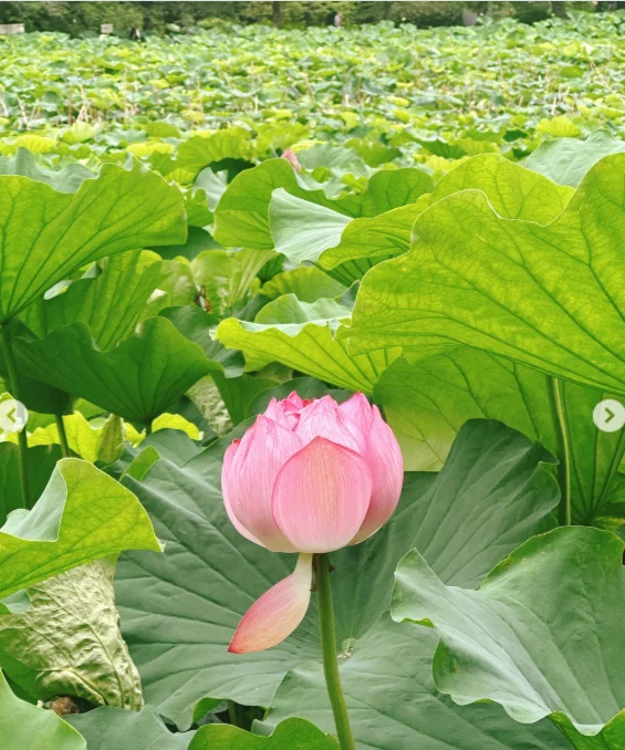不忍池の雰囲気を楽しみ、カヤバ珈琲へ — ハルルの写真