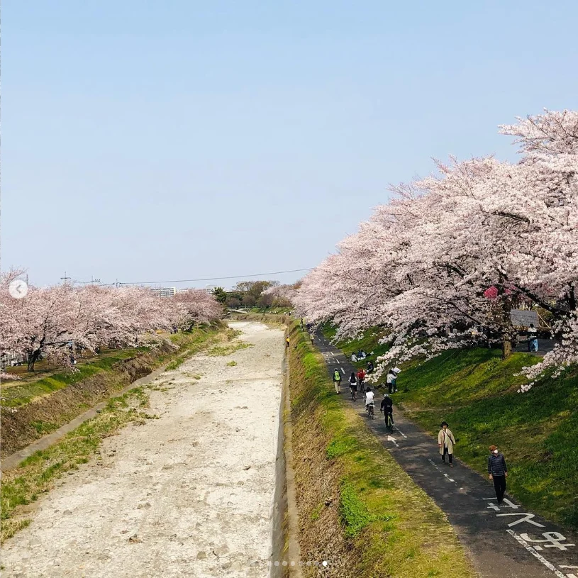 A visit to the mausoleum and blossoms beside the river — Haruru’s photograph