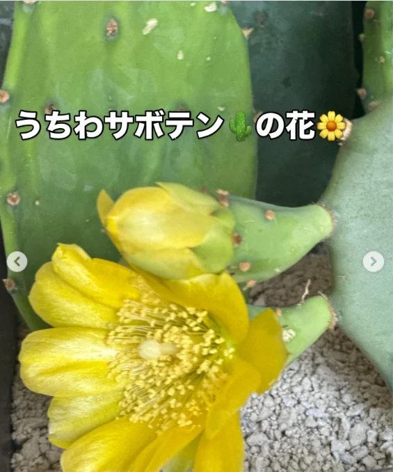 丸いサボテンと、黄色い花の写真 — ハルルの写真