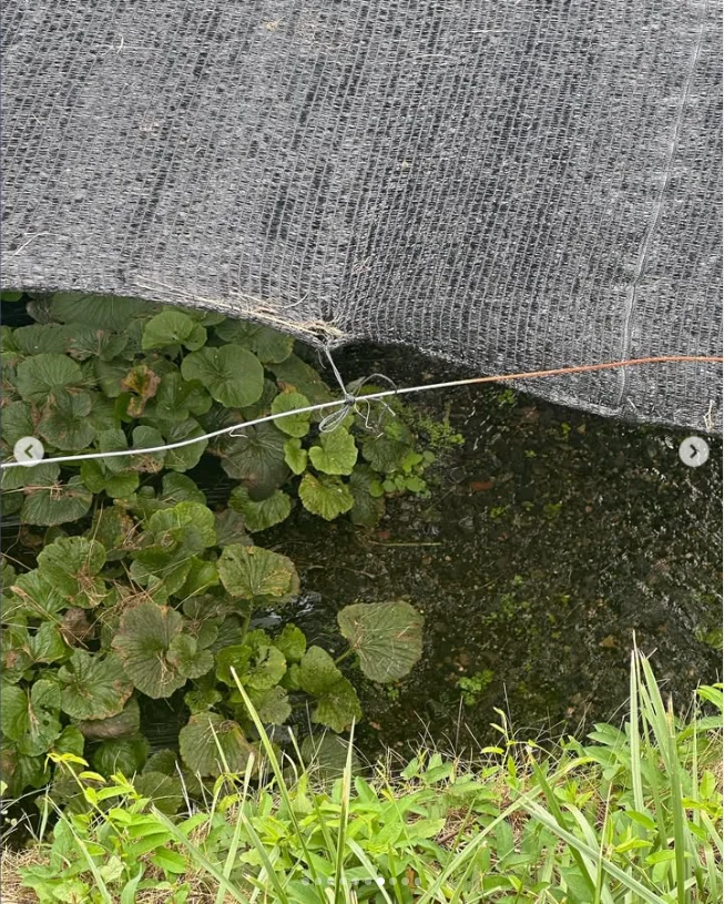 諏訪湖の花火から大町の宿へ。ひまわりも楽しんだ一泊二日の旅 — ハルルの写真
