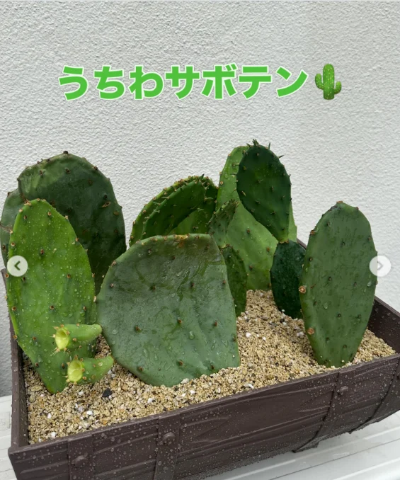 丸いサボテンと、黄色い花の写真 — ハルルの写真