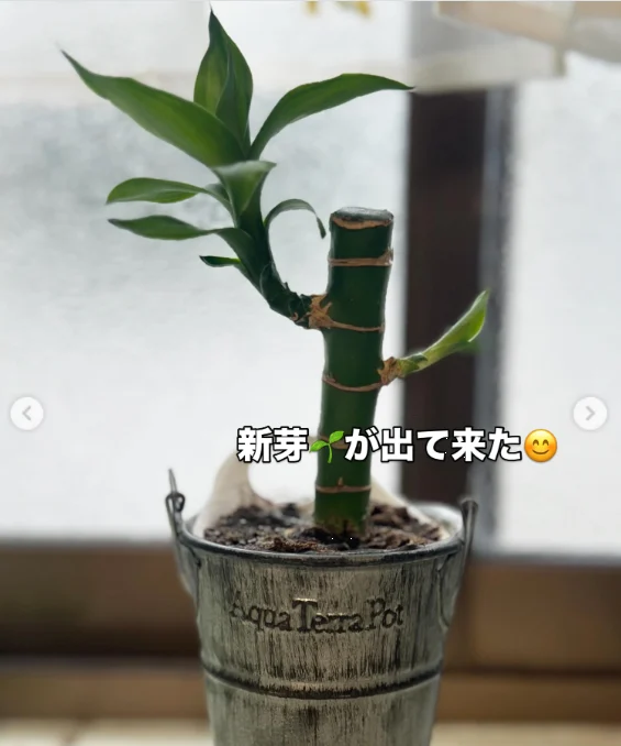 窓辺の芽やつる、白い花と色づく葉 — ハルルの写真