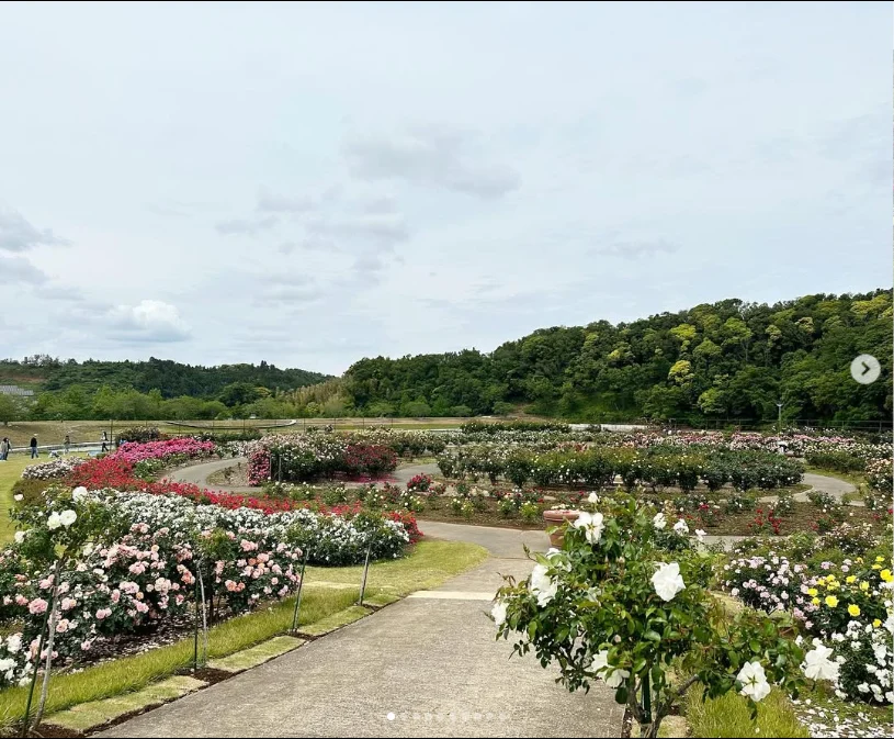 Getting around the spacious grounds — Haruru’s photograph