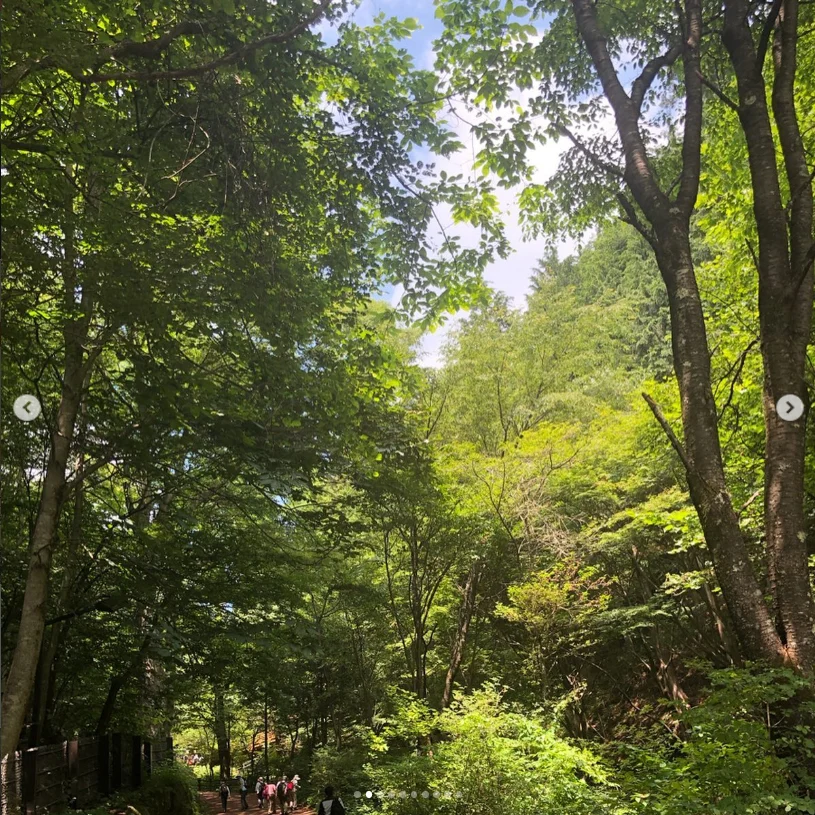 A first visit among the green trees — Haruru’s photograph