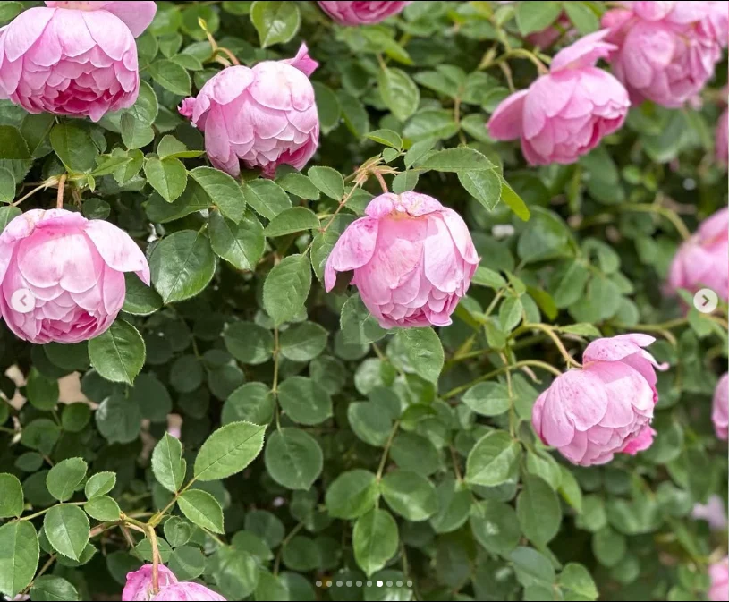 Plenty of rosebuds still to see — Haruru’s photograph