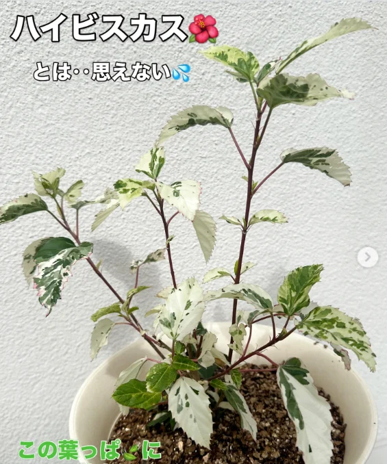 斑入りの葉と、植物のラベルを見る — ハルルの写真