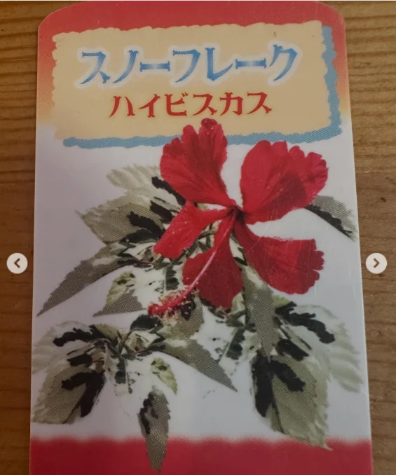 斑入りの葉と、植物のラベルを見る — ハルルの写真