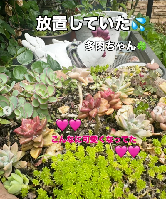 窓辺の芽やつる、白い花と色づく葉 — ハルルの写真