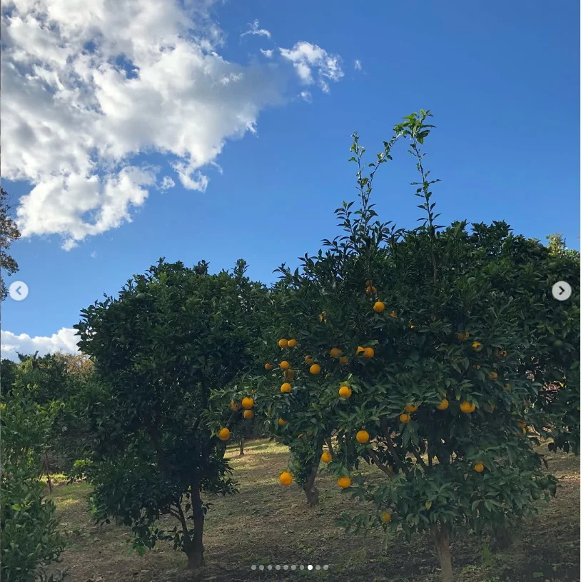 Pink flowers, mandarin trees and Fuji on the way home — Haruru’s photograph
