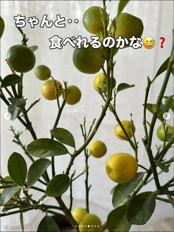 A kumquat, and hopes for next year — Haruru’s photograph