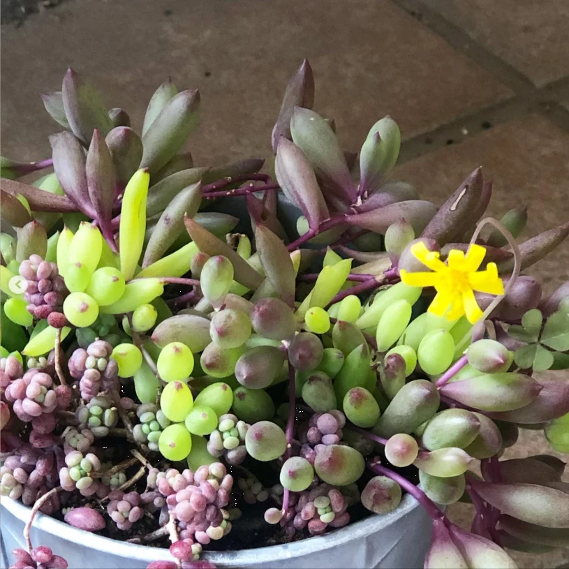 葉の間に、一輪の花 — ハルルの写真