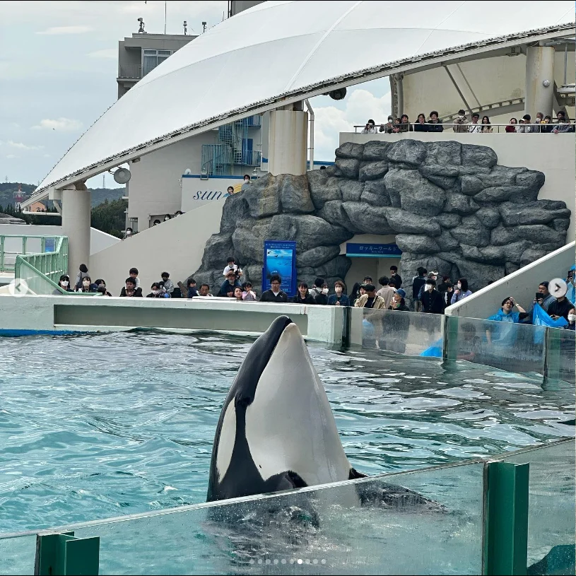 鴨川の水族館で遊んだ日。ショーの後は御宿の温泉へ — ハルルの写真