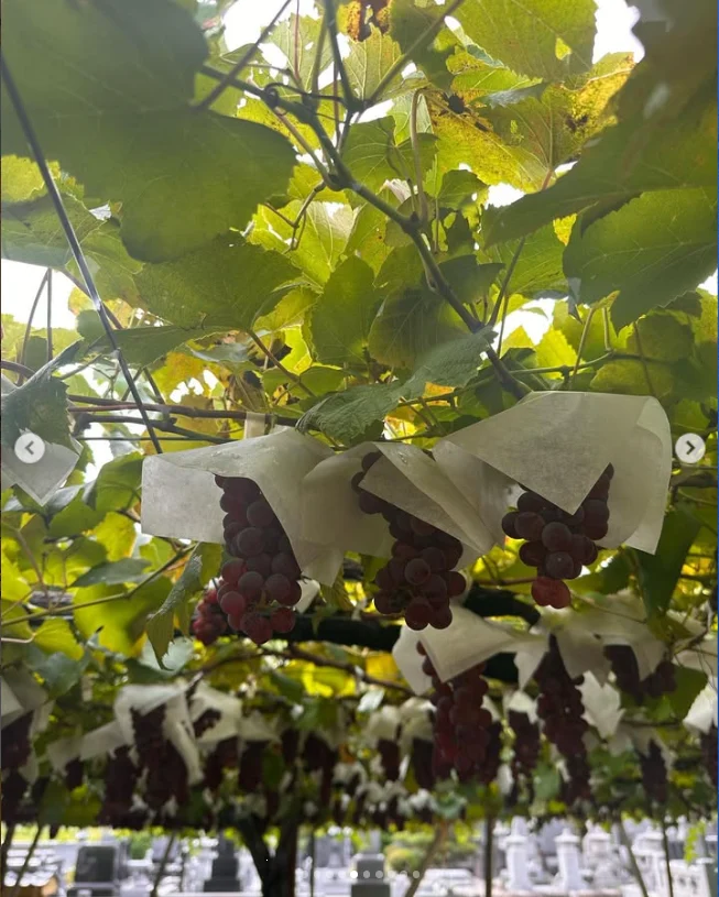 諏訪湖の花火から大町の宿へ。ひまわりも楽しんだ一泊二日の旅 — ハルルの写真