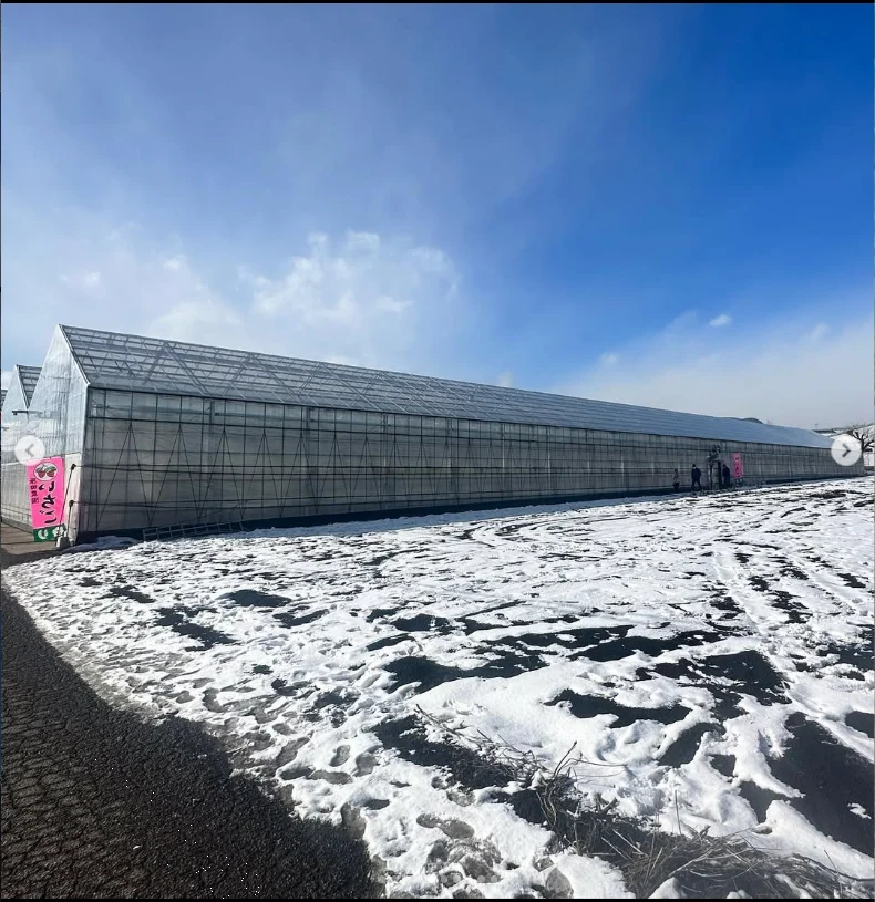 Strawberry picking and a brief shopping stop — Haruru’s photograph