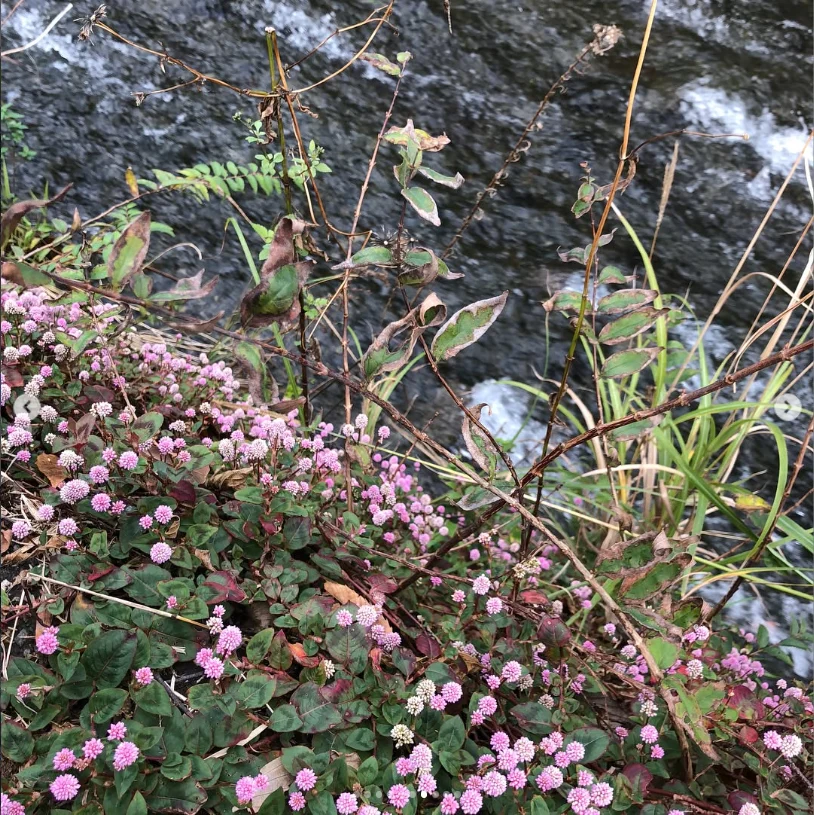 Pink flowers, mandarin trees and Fuji on the way home — Haruru’s photograph