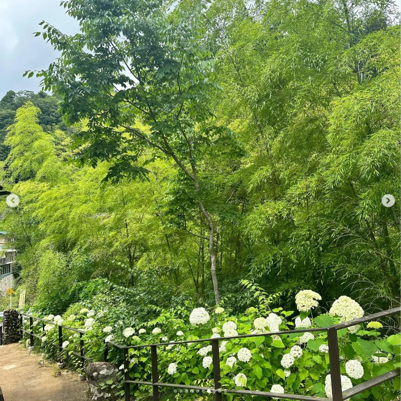 Hydrangeas and the next stop — Haruru’s photograph