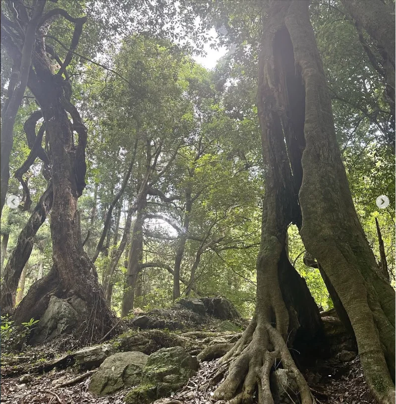 Trees, light and small details along the walk — Haruru’s photograph