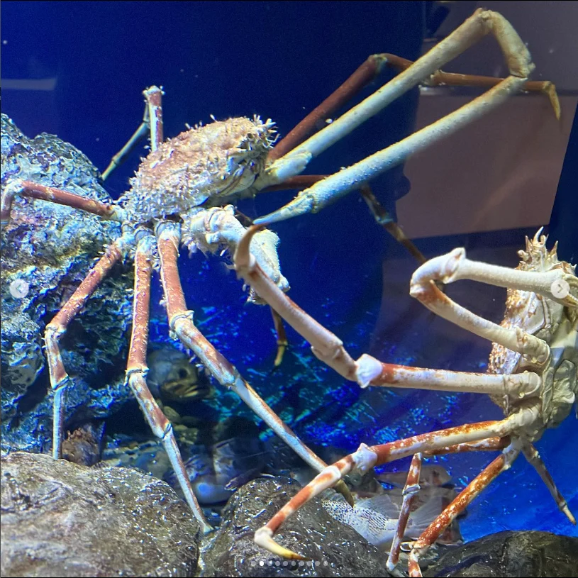 鴨川の水族館で遊んだ日。ショーの後は御宿の温泉へ — ハルルの写真